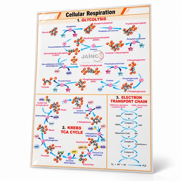 Cellular Respiration